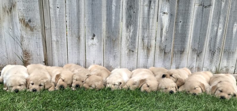 golden retriever breeder in utah county | Golden Heaven Puppies